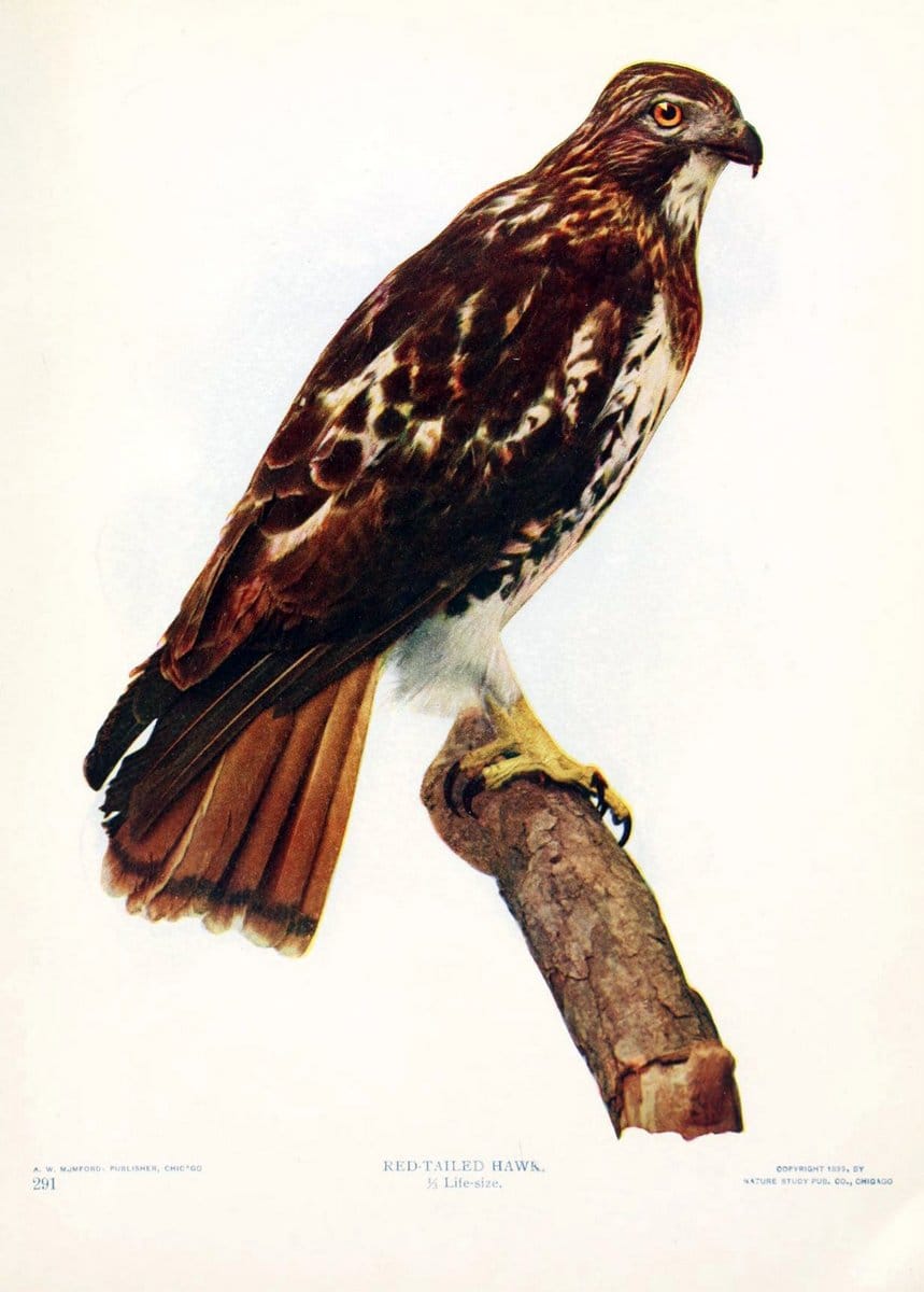 Birds and nature in natural colors. v.1.Chicago :A.W. Mumford, Publisher,1913-1914. | Birds "North America"  | Vintage Print Reproduction 462287