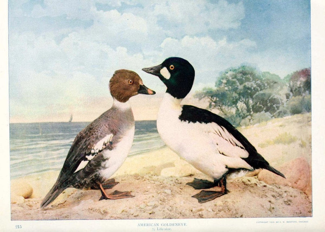 Birds and nature in natural colors. v.1.Chicago :A.W. Mumford, Publisher,1913-1914. | Birds "North America"  | Vintage Print Reproduction 462288