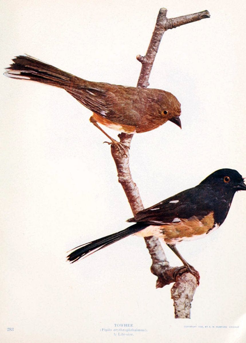 Birds and nature in natural colors. v.1.Chicago :A.W. Mumford, Publisher,1913-1914. | Birds "North America"  | Vintage Print Reproduction 462289
