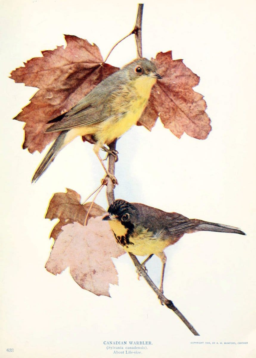 Birds and nature in natural colors. v.1.Chicago :A.W. Mumford, Publisher,1913-1914. | Birds "North America"  | Vintage Print Reproduction 462290