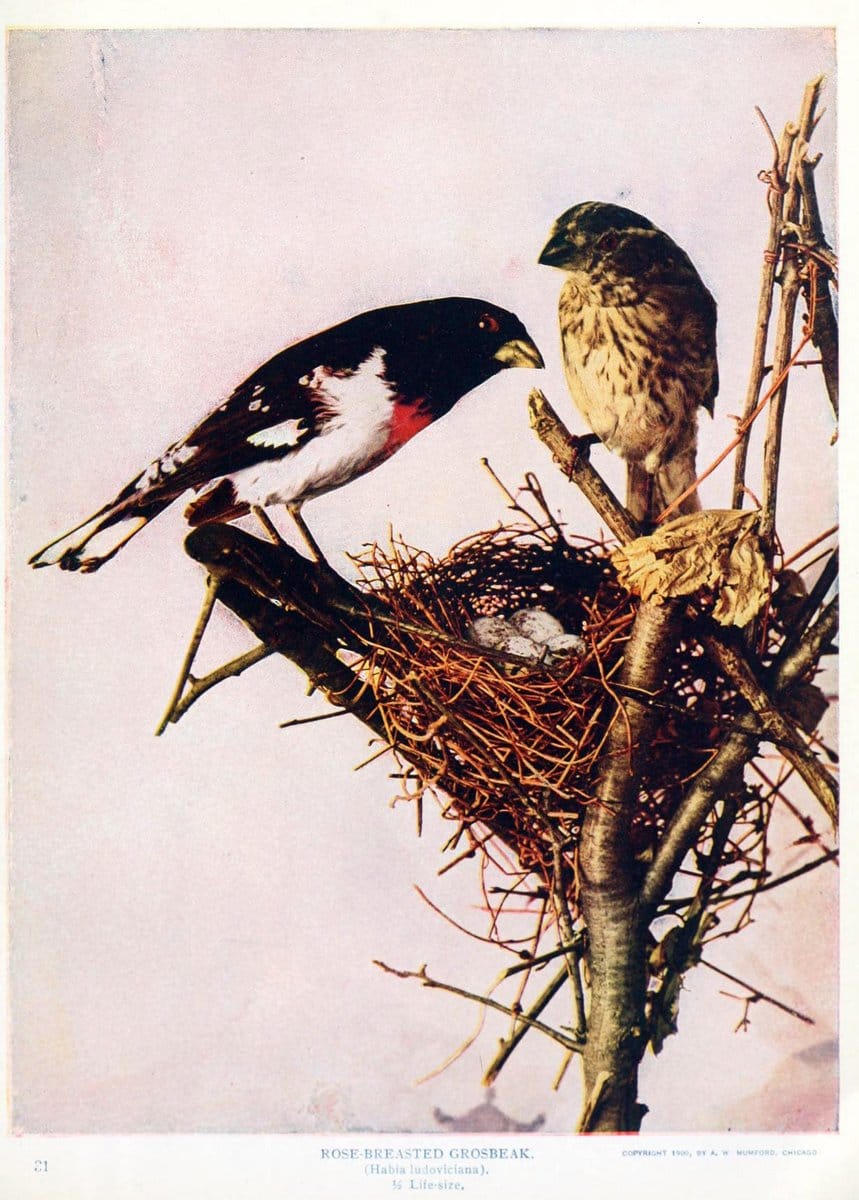 Birds and nature in natural colors. v.1.Chicago :A.W. Mumford, Publisher,1913-1914. | Birds "North America"  | Vintage Print Reproduction 462291