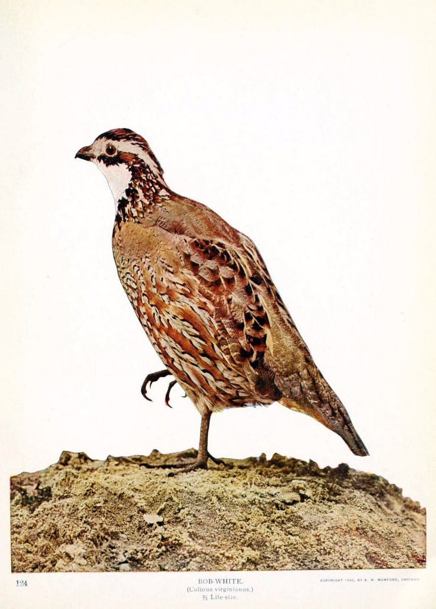 Birds and nature in natural colors. v.1.Chicago :A.W. Mumford, Publisher,1913-1914. | Birds "North America"  | Vintage Print Reproduction 462292