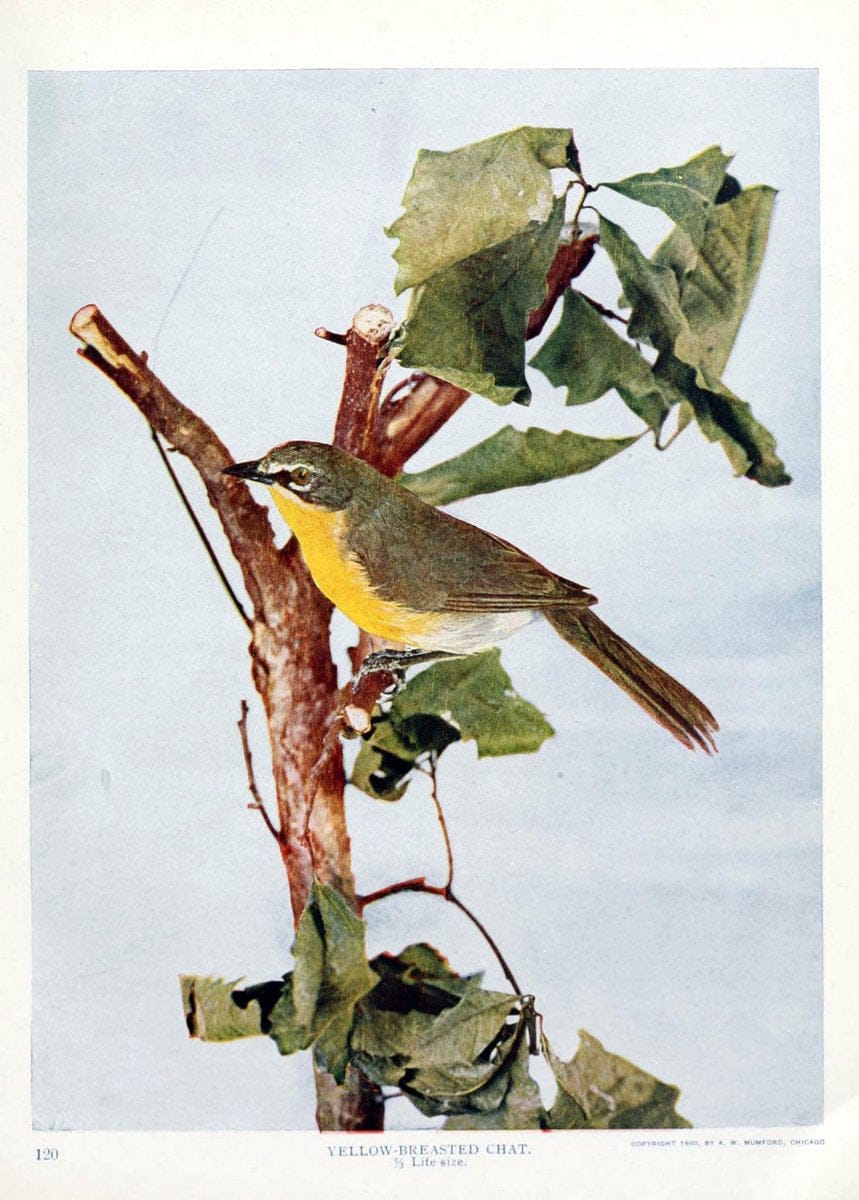 Birds and nature in natural colors. v.1.Chicago :A.W. Mumford, Publisher,1913-1914. | Birds "North America"  | Vintage Print Reproduction 462293