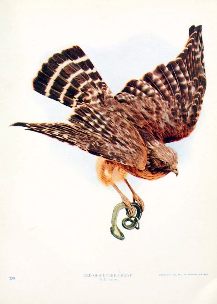 Birds and nature in natural colors. v.1.Chicago :A.W. Mumford, Publisher,1913-1914. | Birds "North America"  | Vintage Print Reproduction 462294