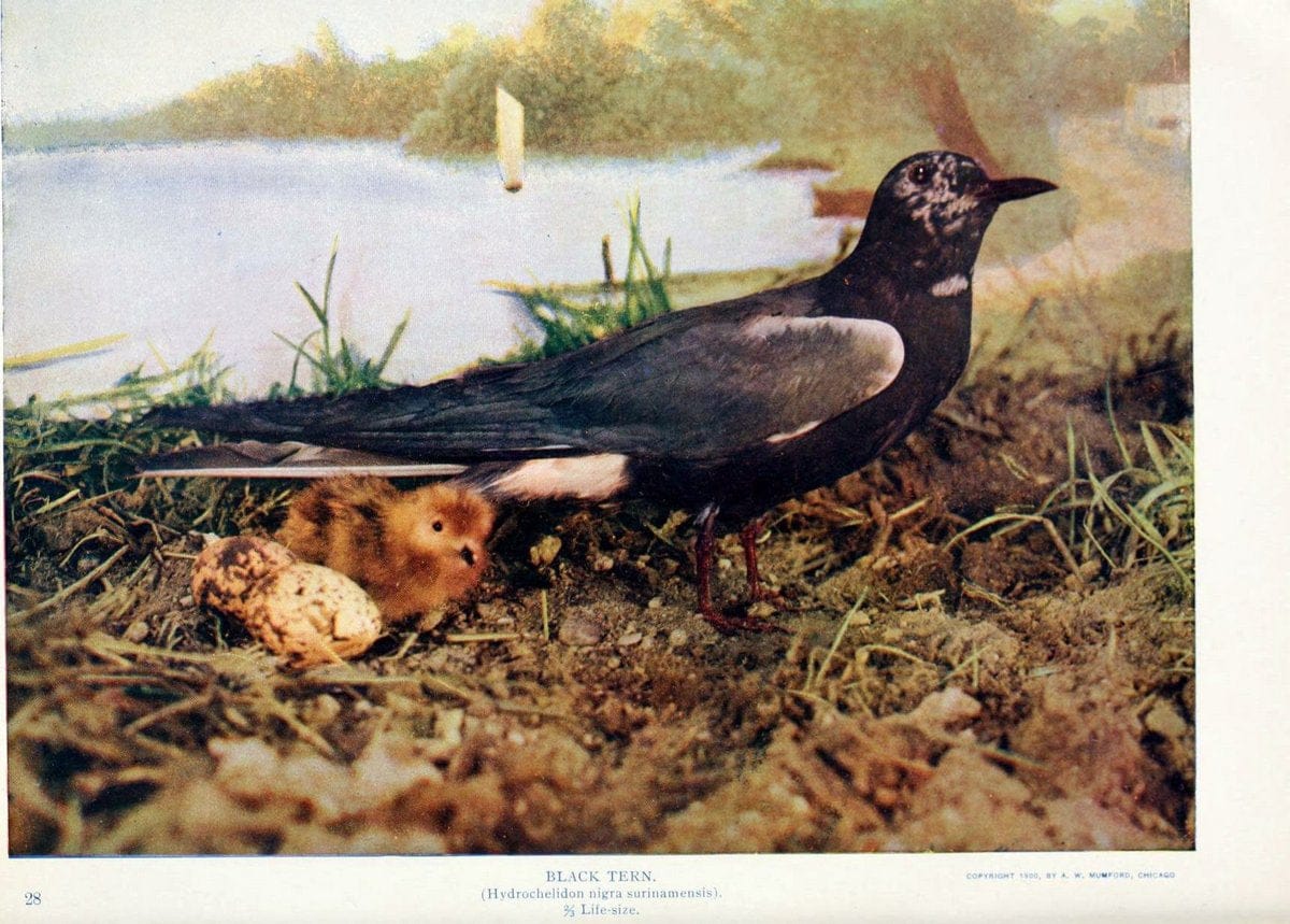 Birds and nature in natural colors. v.1.Chicago :A.W. Mumford, Publisher,1913-1914. | Birds "North America"  | Vintage Print Reproduction 462295