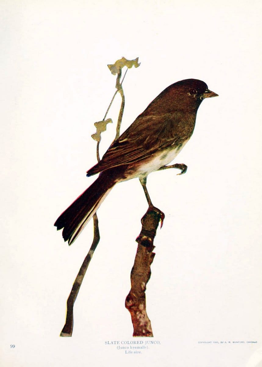 Birds and nature in natural colors. v.1.Chicago :A.W. Mumford, Publisher,1913-1914. | Birds "North America"  | Vintage Print Reproduction 462296