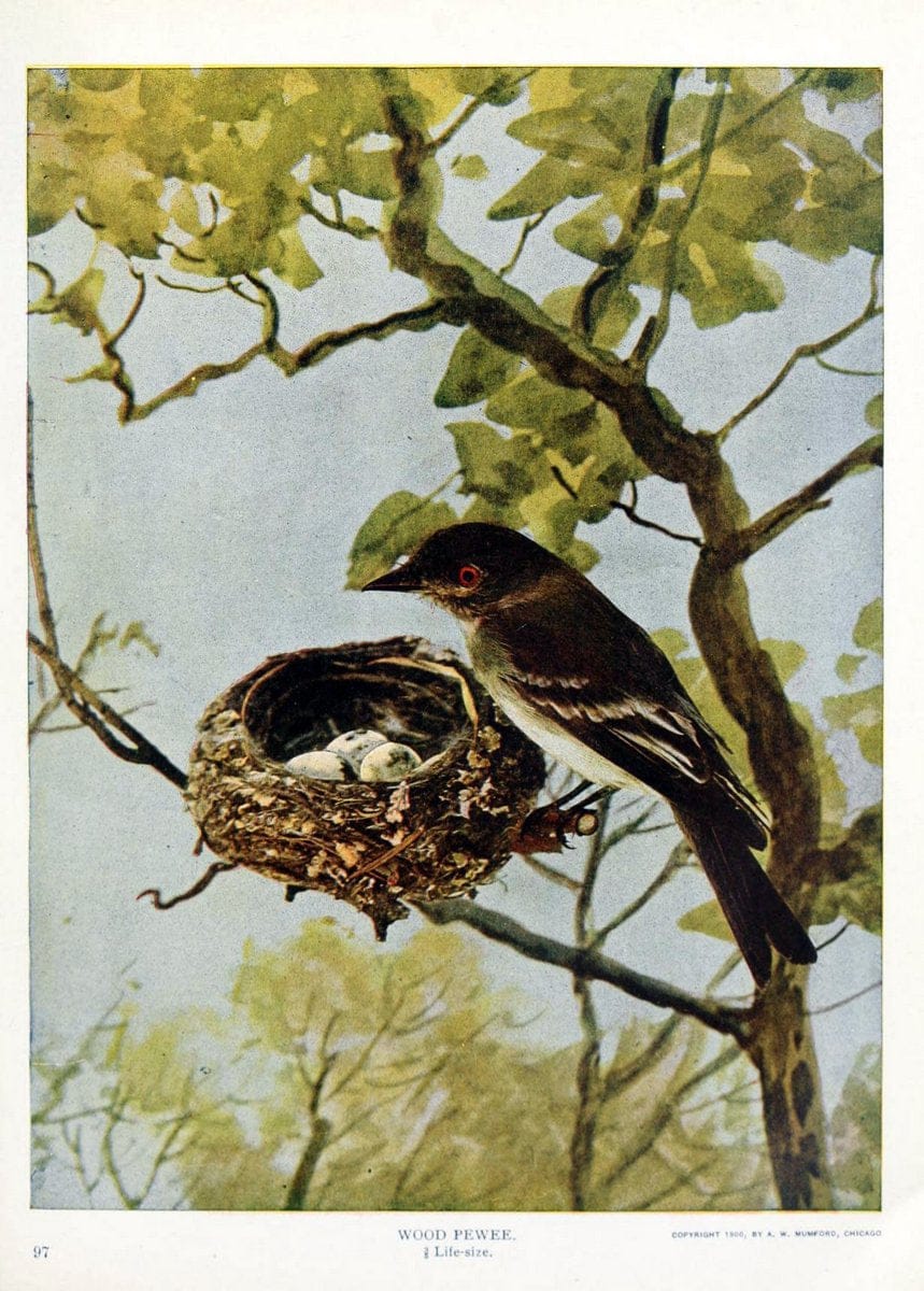 Birds and nature in natural colors. v.1.Chicago :A.W. Mumford, Publisher,1913-1914. | Birds "North America"  | Vintage Print Reproduction 462297
