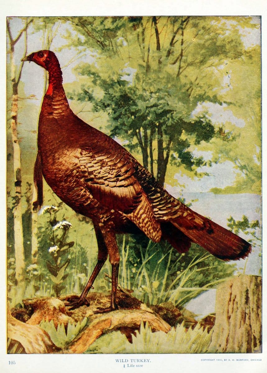 Birds and nature in natural colors. v.1.Chicago :A.W. Mumford, Publisher,1913-1914. | Birds "North America"  | Vintage Print Reproduction 462298