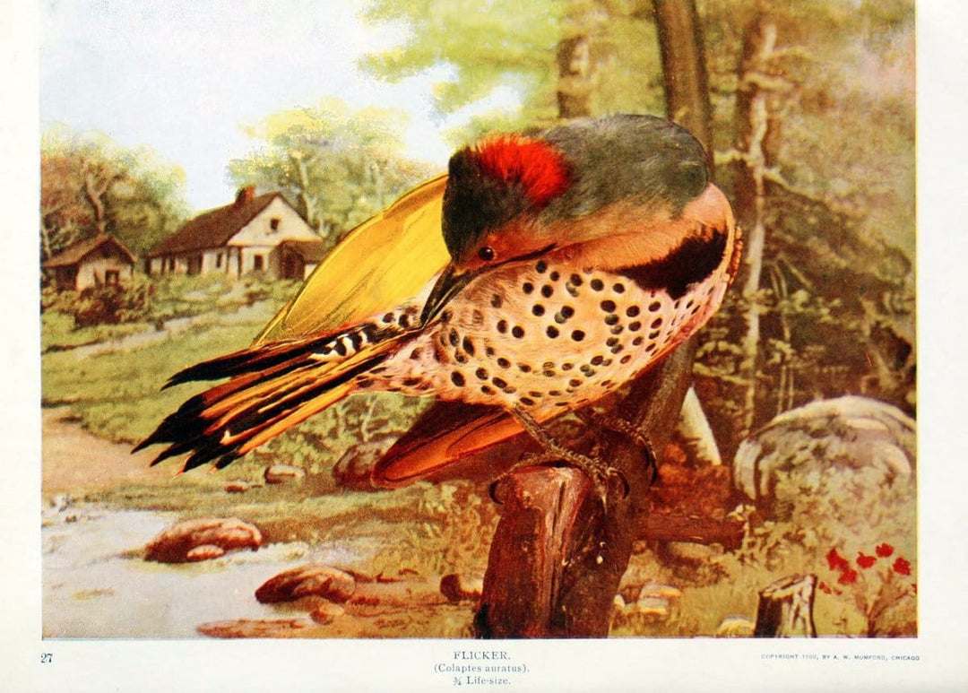 Birds and nature in natural colors. v.1.Chicago :A.W. Mumford, Publisher,1913-1914. | Birds "North America"  | Vintage Print Reproduction 462299