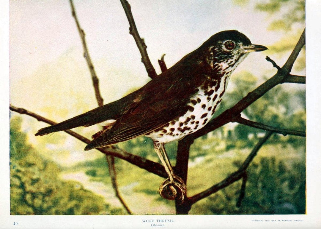 Birds and nature in natural colors. v.1.Chicago :A.W. Mumford, Publisher,1913-1914. | Birds "North America"  | Vintage Print Reproduction 462300
