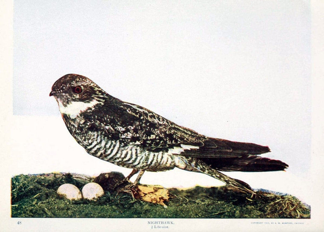 Birds and nature in natural colors. v.1.Chicago :A.W. Mumford, Publisher,1913-1914. | Birds "North America"  | Vintage Print Reproduction 462301