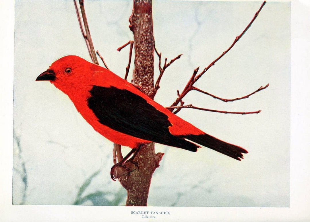 Birds and nature in natural colors. v.1.Chicago :A.W. Mumford, Publisher,1913-1914. | Birds "North America"  | Vintage Print Reproduction 462303