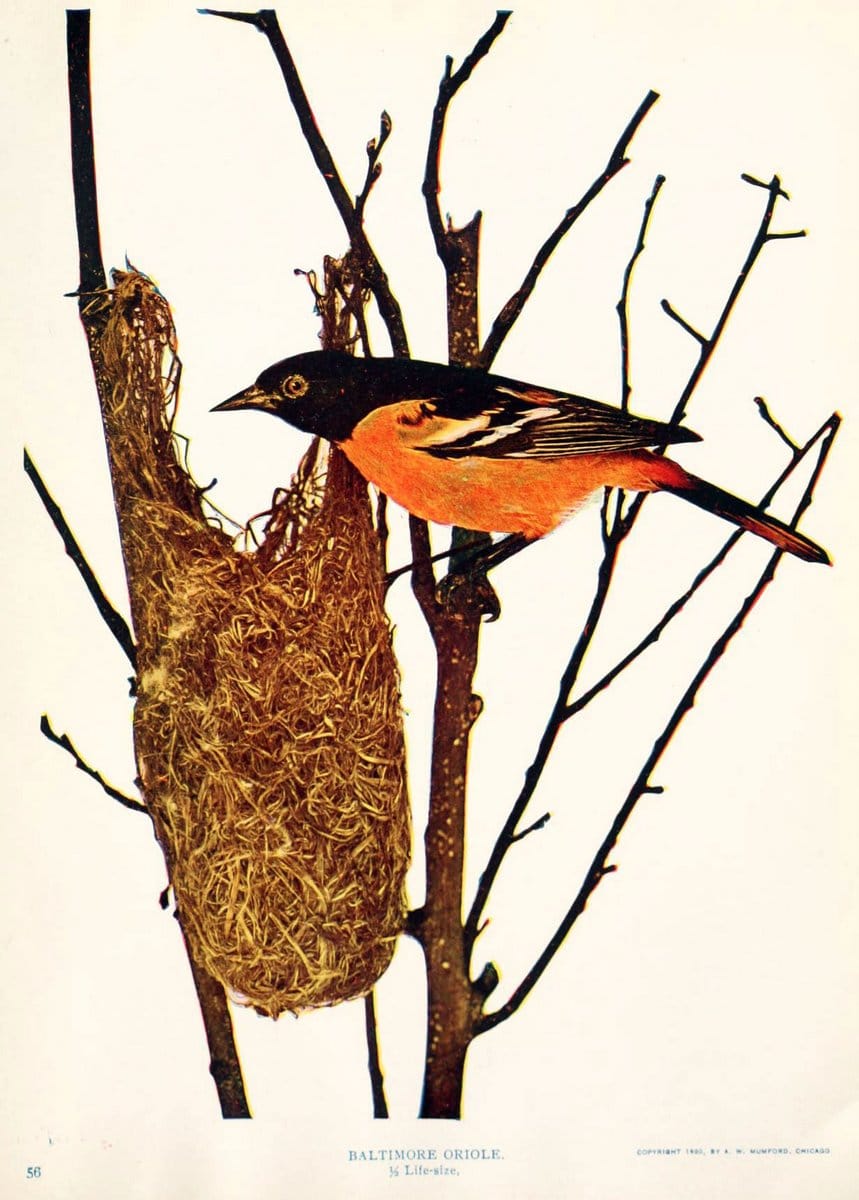 Birds and nature in natural colors. v.1.Chicago :A.W. Mumford, Publisher,1913-1914. | Birds "North America"  | Vintage Print Reproduction 462304