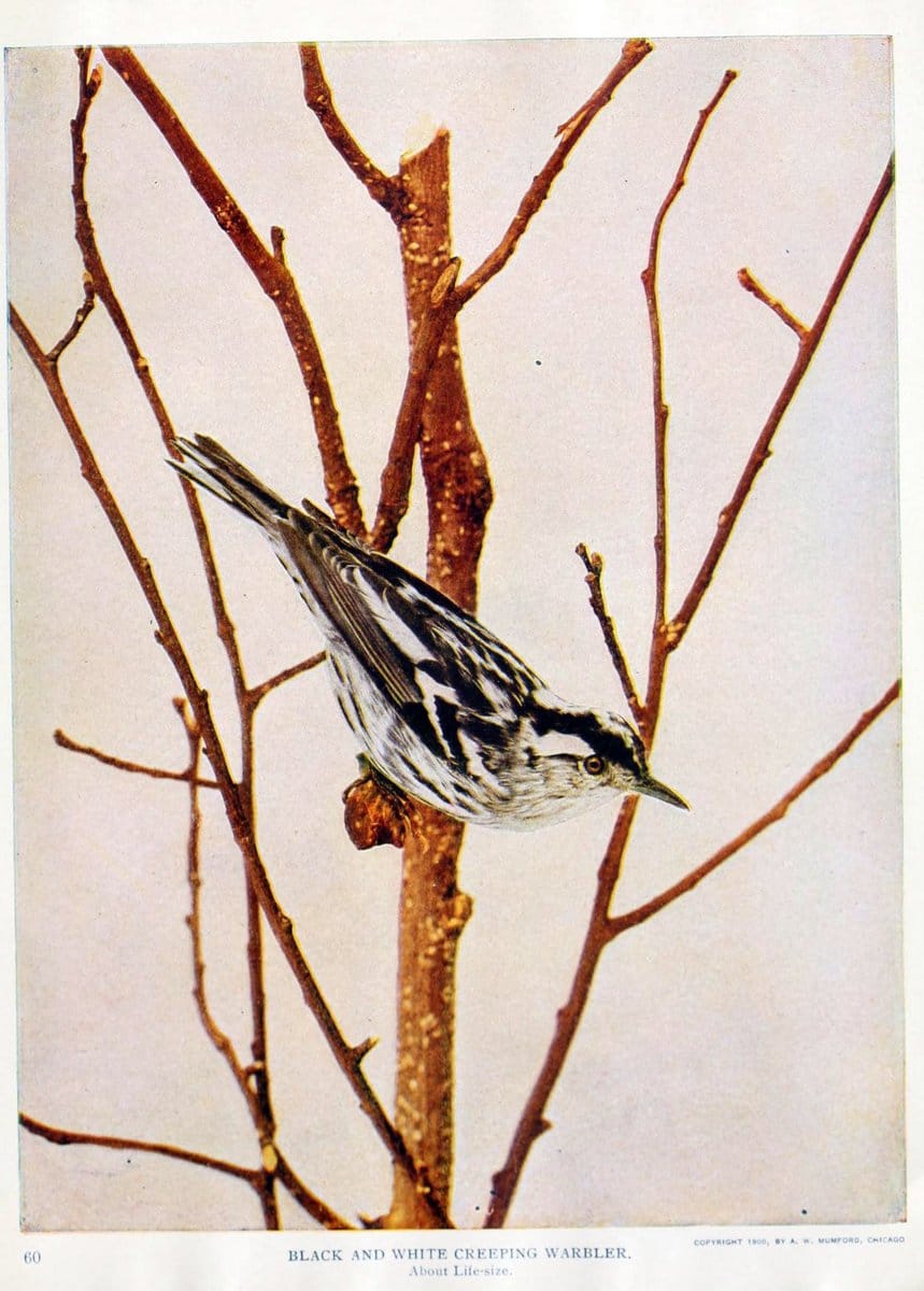 Birds and nature in natural colors. v.1.Chicago :A.W. Mumford, Publisher,1913-1914. | Birds "North America"  | Vintage Print Reproduction 462305