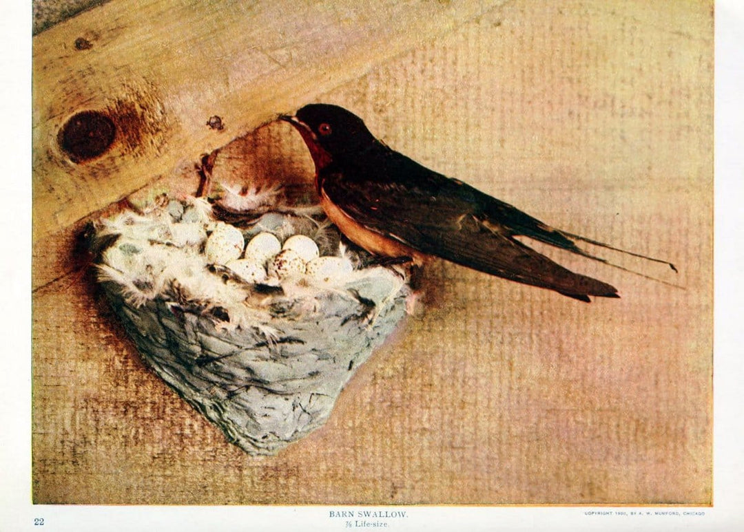 Birds and nature in natural colors. v.1.Chicago :A.W. Mumford, Publisher,1913-1914. | Birds "North America"  | Vintage Print Reproduction 462306
