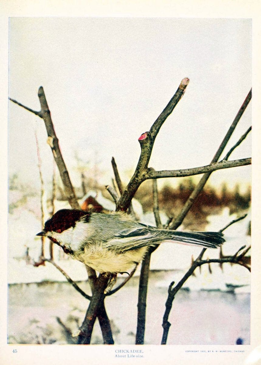 Birds and nature in natural colors. v.1.Chicago :A.W. Mumford, Publisher,1913-1914. | Birds "North America"  | Vintage Print Reproduction 462307