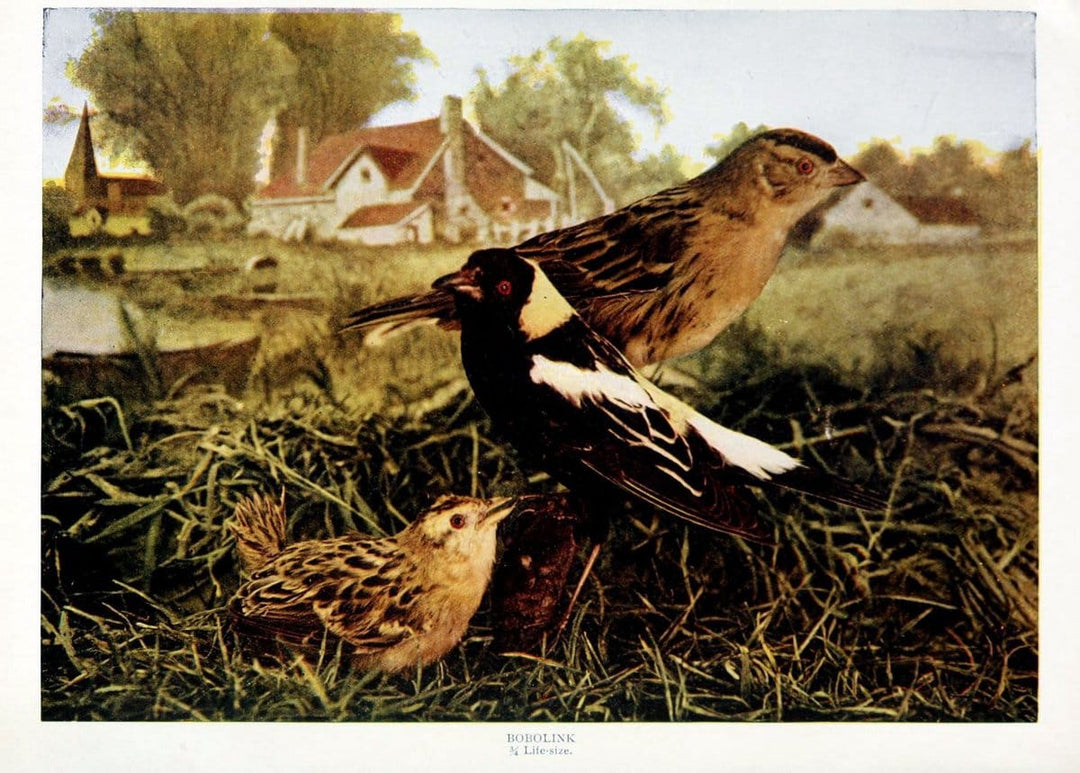 Birds and nature in natural colors. v.1.Chicago :A.W. Mumford, Publisher,1913-1914. | Birds "North America"  | Vintage Print Reproduction 462308