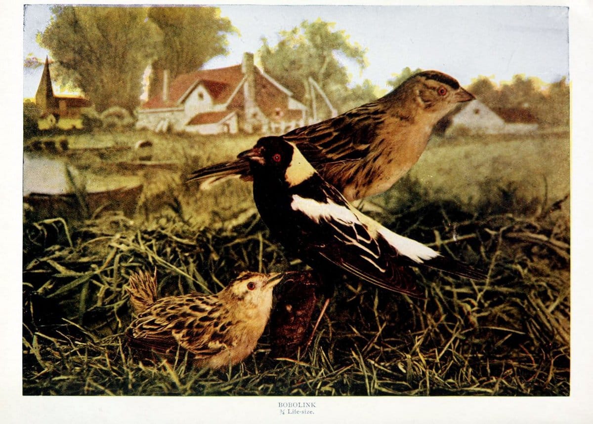 Birds and nature in natural colors. v.1.Chicago :A.W. Mumford, Publisher,1913-1914. | Birds "North America"  | Vintage Print Reproduction 462308