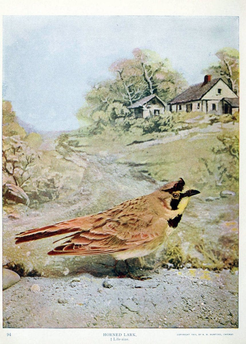 Birds and nature in natural colors. v.1.Chicago :A.W. Mumford, Publisher,1913-1914. | Birds "North America"  | Vintage Print Reproduction 462309