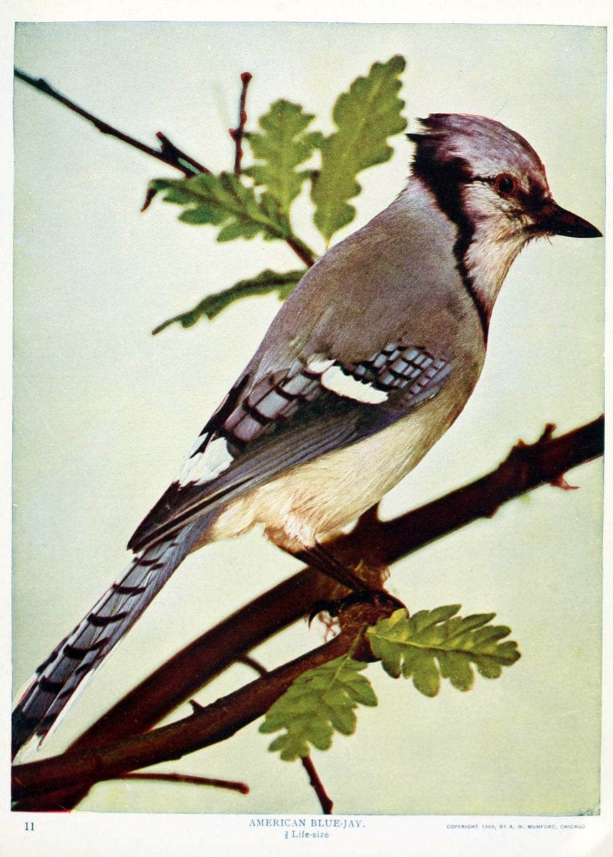 Birds and nature in natural colors. v.1.Chicago :A.W. Mumford, Publisher,1913-1914. | Birds "North America"  | Vintage Print Reproduction 462310
