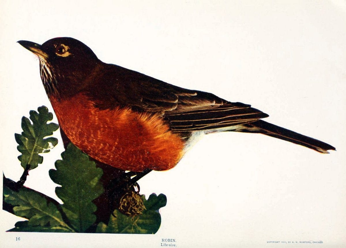 Birds and nature in natural colors. v.1.Chicago :A.W. Mumford, Publisher,1913-1914. | Birds "North America"  | Vintage Print Reproduction 462311