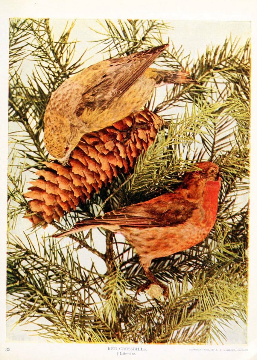 Birds and nature in natural colors. v.1.Chicago :A.W. Mumford, Publisher,1913-1914. | Birds "North America"  | Vintage Print Reproduction 462312