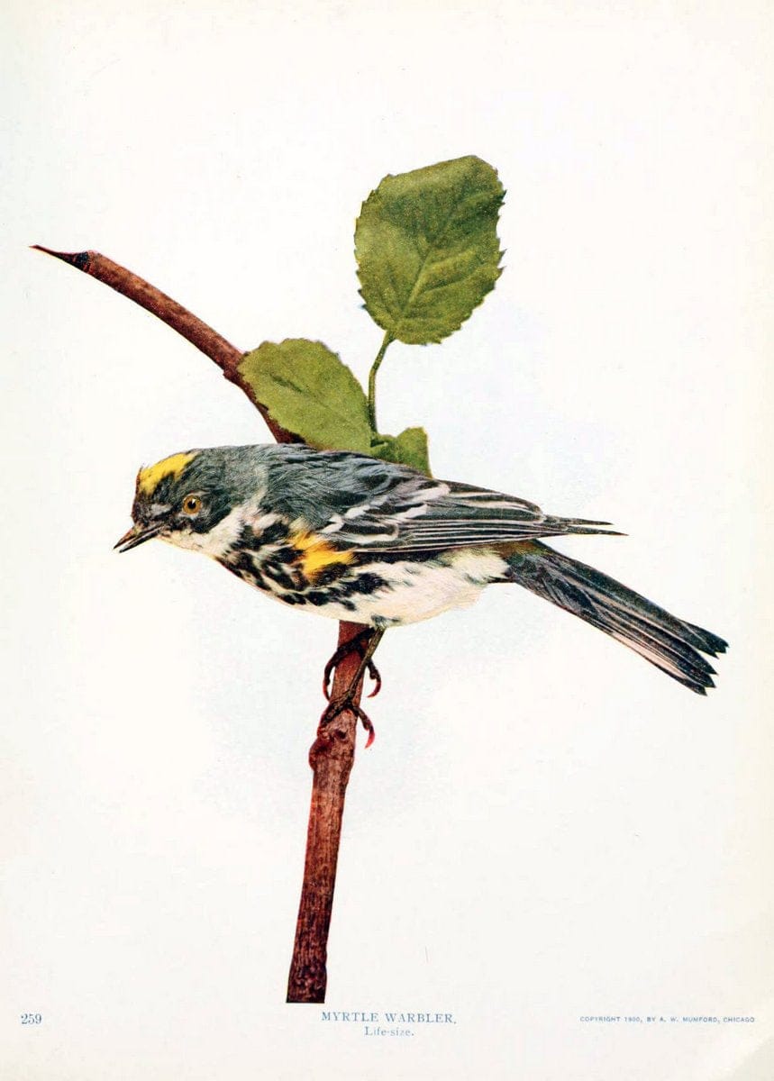 Birds and nature in natural colors. v.1.Chicago :A.W. Mumford, Publisher,1913-1914. | Birds "North America"  | Vintage Print Reproduction 462313