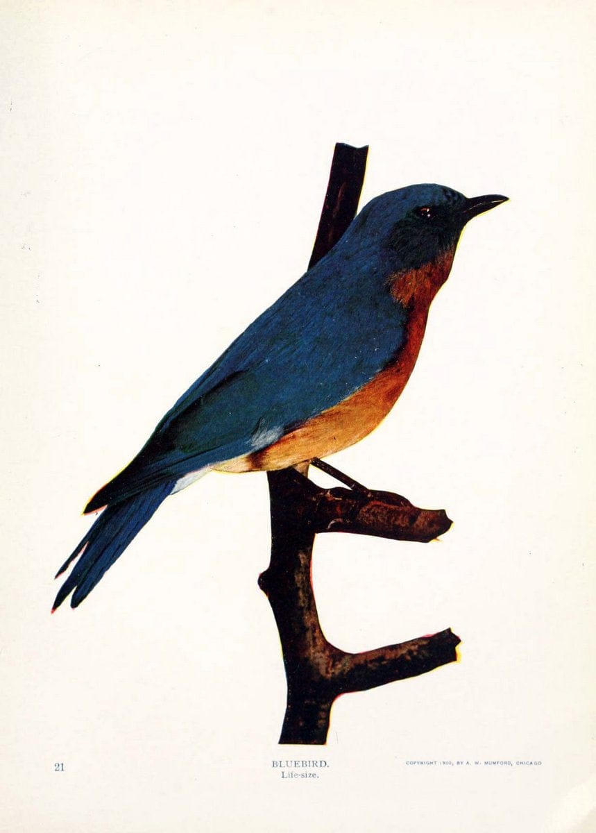 Birds and nature in natural colors. v.1.Chicago :A.W. Mumford, Publisher,1913-1914. | Birds "North America"  | Vintage Print Reproduction 462314