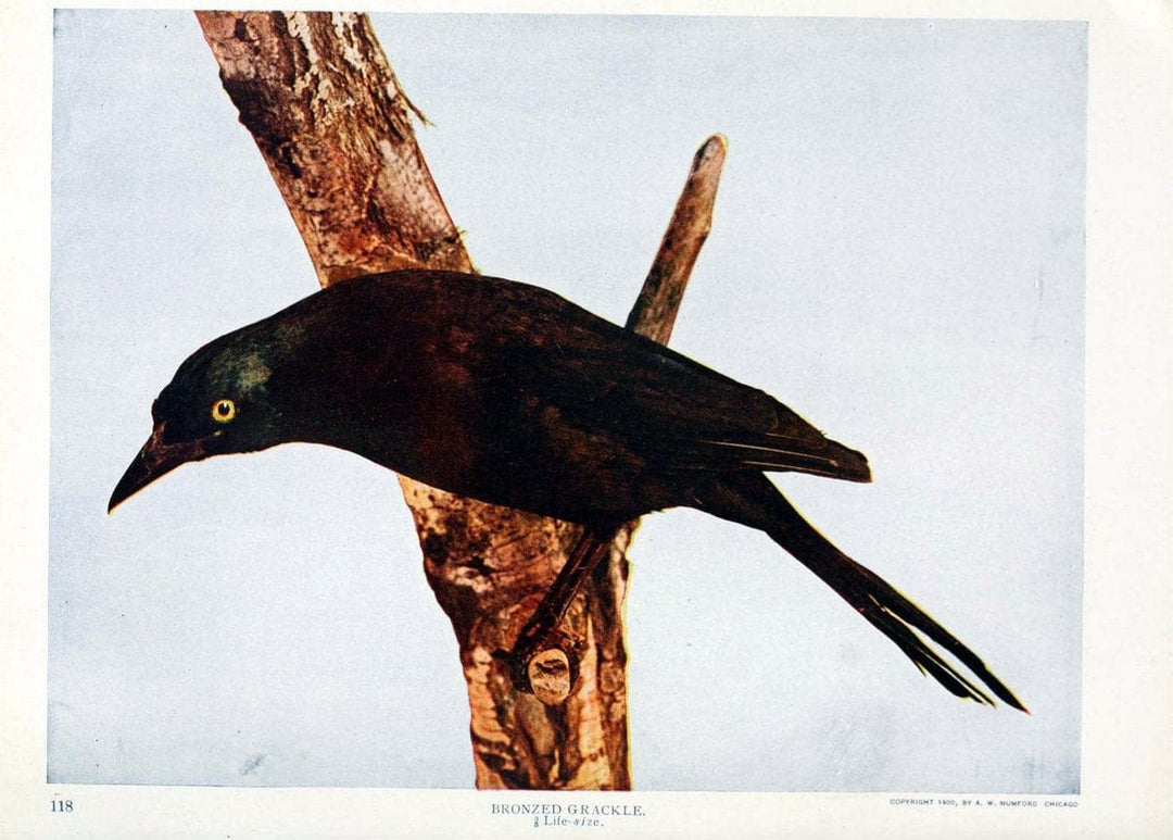 Birds and nature in natural colors. v.1.Chicago :A.W. Mumford, Publisher,1913-1914. | Birds "North America"  | Vintage Print Reproduction 462315