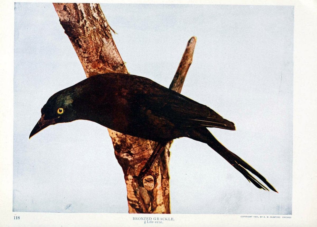 Birds and nature in natural colors. v.1.Chicago :A.W. Mumford, Publisher,1913-1914. | Birds "North America"  | Vintage Print Reproduction 462315