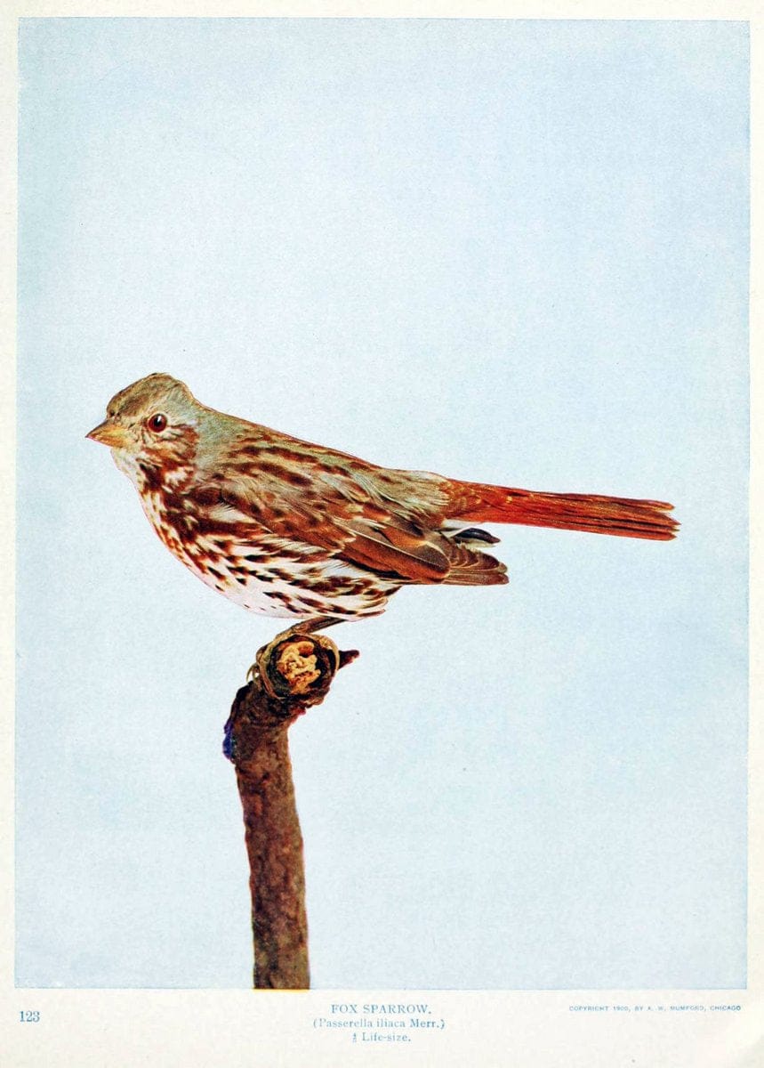Birds and nature in natural colors. v.1.Chicago :A.W. Mumford, Publisher,1913-1914. | Birds "North America"  | Vintage Print Reproduction 462316