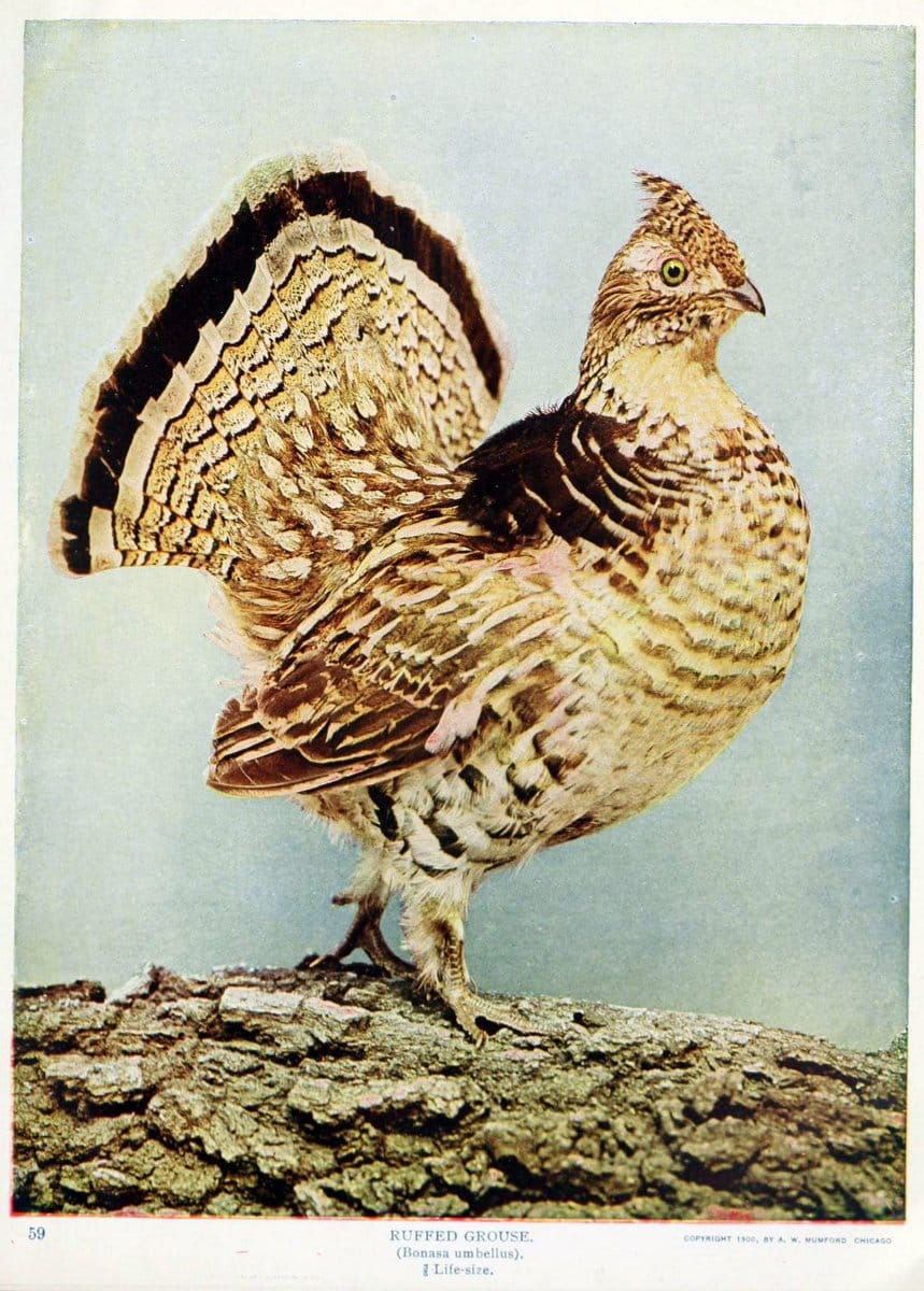 Birds and nature in natural colors. v.1.Chicago :A.W. Mumford, Publisher,1913-1914. | Birds "North America"  | Vintage Print Reproduction 462317