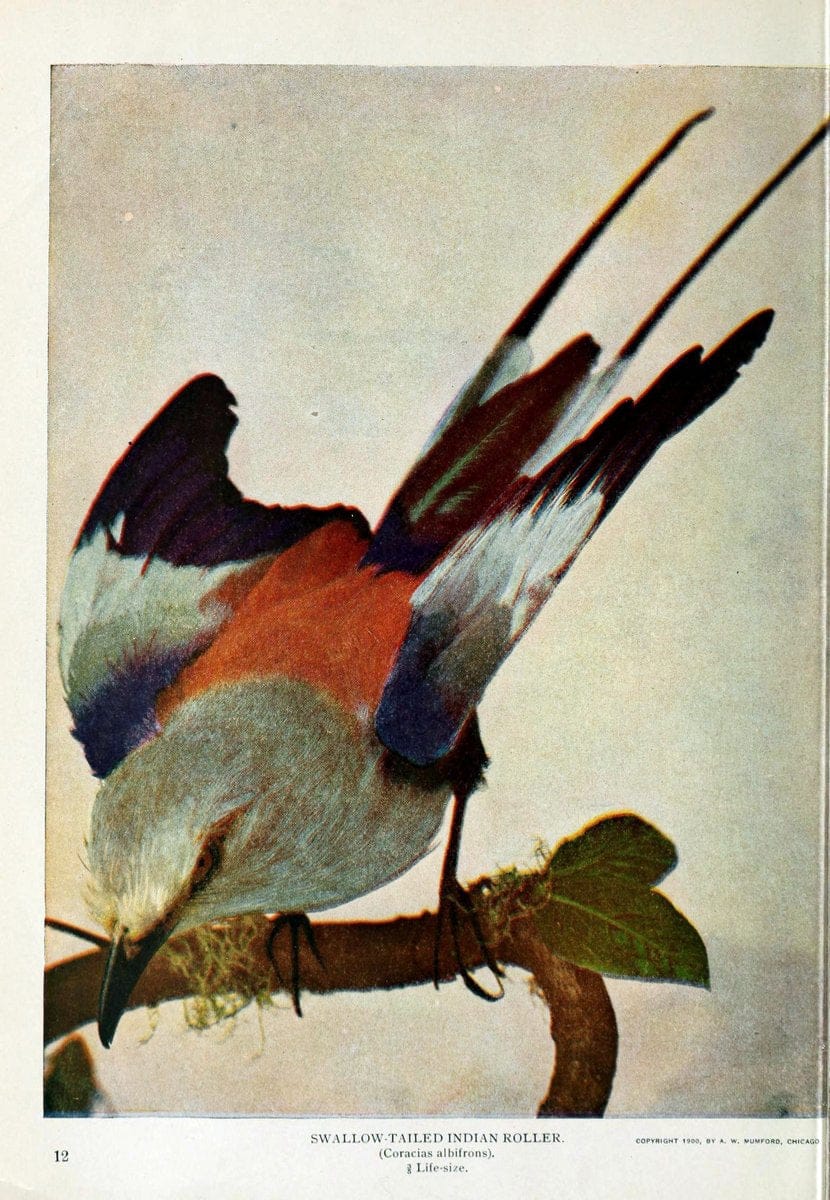 Birds and nature..Chicago, Ill. :A.W. Mumford, Publisher,1900-1907.. |  | Vintage Print Reproduction 462318
