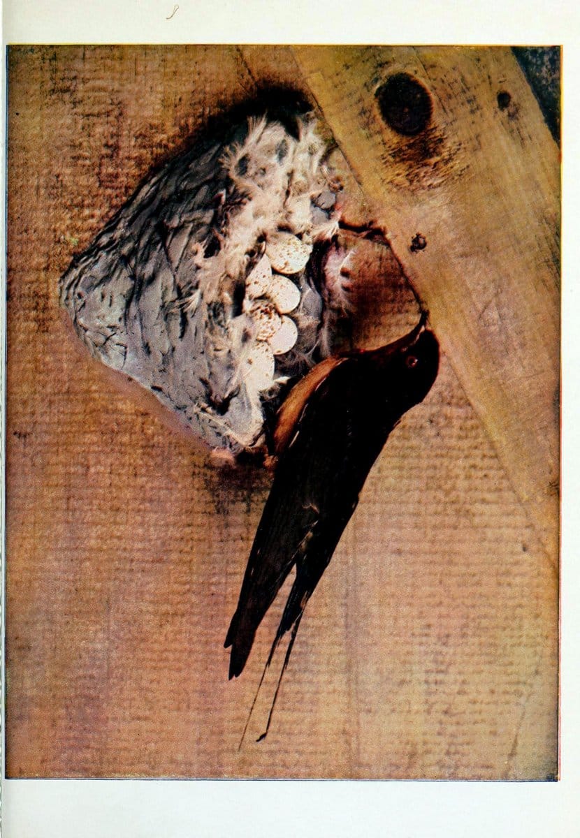 Birds and nature..Chicago, Ill. :A.W. Mumford, Publisher,1900-1907.. |  | Vintage Print Reproduction 462319