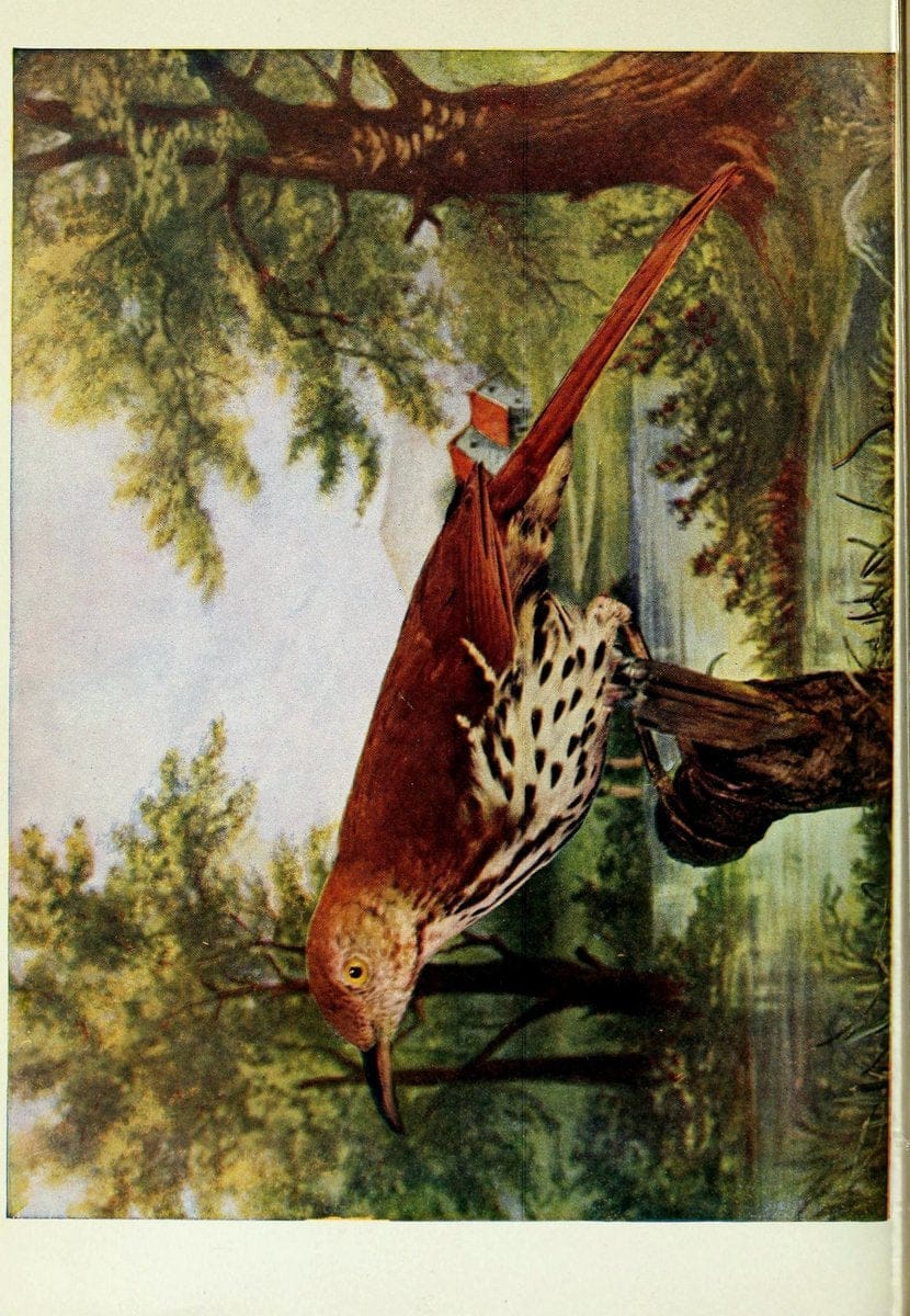 Birds and nature..Chicago, Ill. :A.W. Mumford, Publisher,1900-1907.. |  | Vintage Print Reproduction 462320