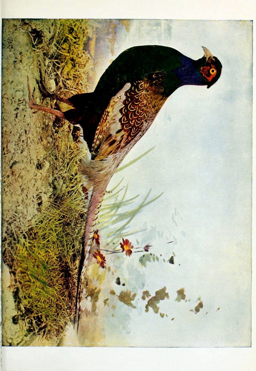 Birds and nature..Chicago, Ill. :A.W. Mumford, Publisher,1900-1907.. |  | Vintage Print Reproduction 462321
