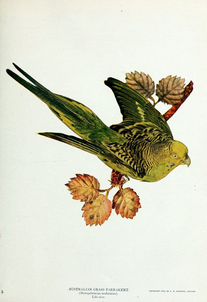 Birds and nature..Chicago, Ill. :A.W. Mumford, Publisher,1900-1907.. |  | Vintage Print Reproduction 462322