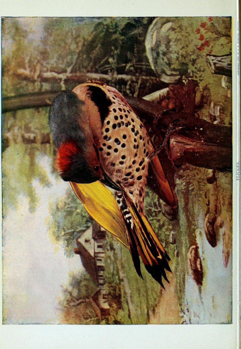 Birds and nature..Chicago, Ill. :A.W. Mumford, Publisher,1900-1907.. |  | Vintage Print Reproduction 462323
