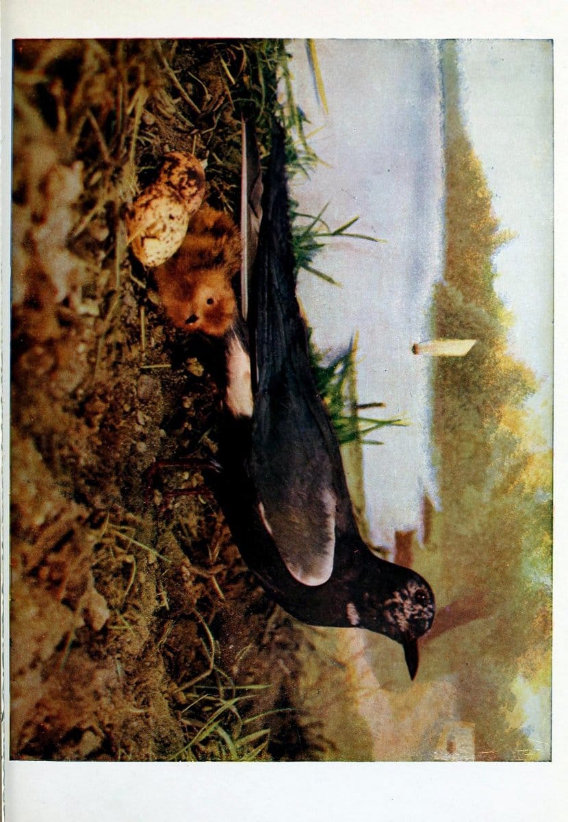 Birds and nature..Chicago, Ill. :A.W. Mumford, Publisher,1900-1907.. |  | Vintage Print Reproduction 462324