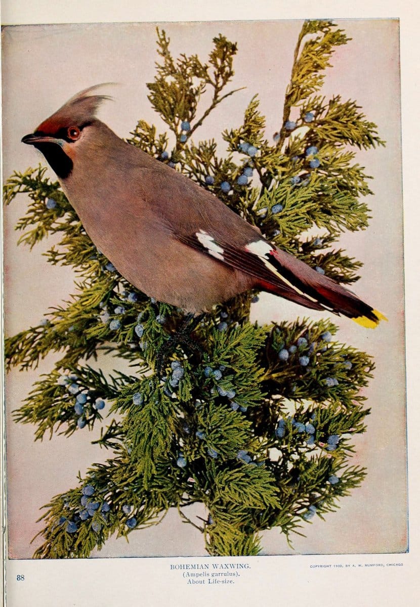 Birds and nature..Chicago, Ill. :A.W. Mumford, Publisher,1900-1907.. |  | Vintage Print Reproduction 462325