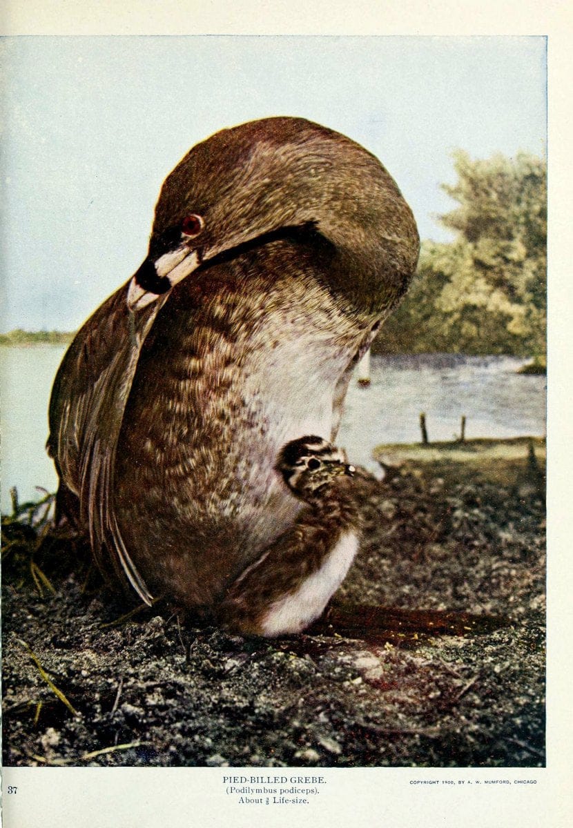 Birds and nature..Chicago, Ill. :A.W. Mumford, Publisher,1900-1907.. |  | Vintage Print Reproduction 462326