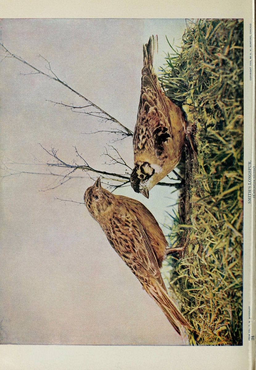 Birds and nature..Chicago, Ill. :A.W. Mumford, Publisher,1900-1907.. |  | Vintage Print Reproduction 462327