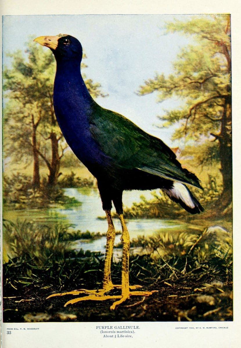 Birds and nature..Chicago, Ill. :A.W. Mumford, Publisher,1900-1907.. |  | Vintage Print Reproduction 462328