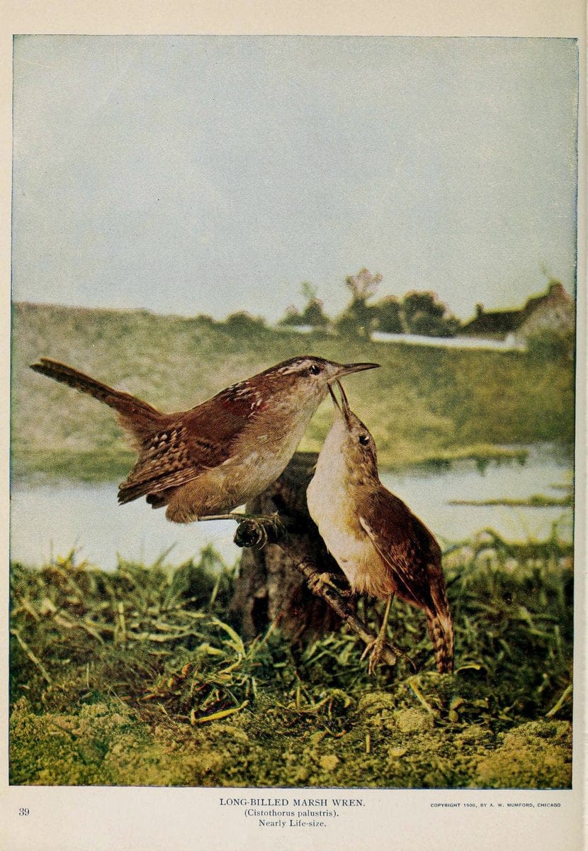 Birds and nature..Chicago, Ill. :A.W. Mumford, Publisher,1900-1907.. |  | Vintage Print Reproduction 462329