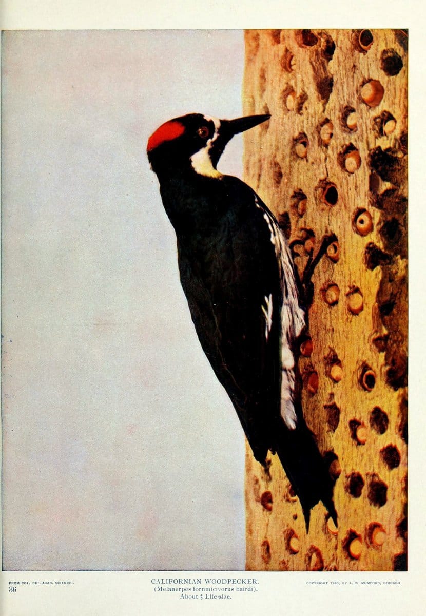Birds and nature..Chicago, Ill. :A.W. Mumford, Publisher,1900-1907.. |  | Vintage Print Reproduction 462330