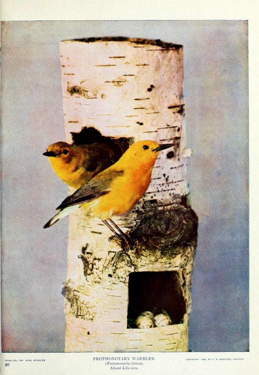 Birds and nature..Chicago, Ill. :A.W. Mumford, Publisher,1900-1907.. |  | Vintage Print Reproduction 462333