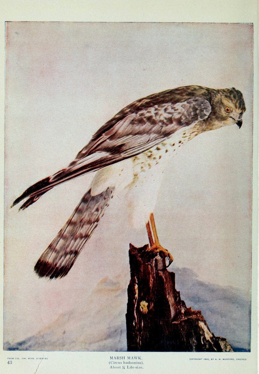 Birds and nature..Chicago, Ill. :A.W. Mumford, Publisher,1900-1907.. |  | Vintage Print Reproduction 462334