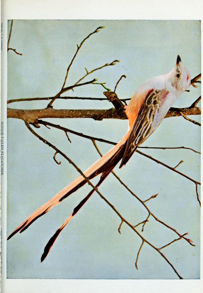 Birds and nature..Chicago, Ill. :A.W. Mumford, Publisher,1900-1907.. |  | Vintage Print Reproduction 462335
