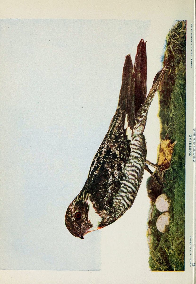 Birds and nature..Chicago, Ill. :A.W. Mumford, Publisher,1900-1907.. |  | Vintage Print Reproduction 462336