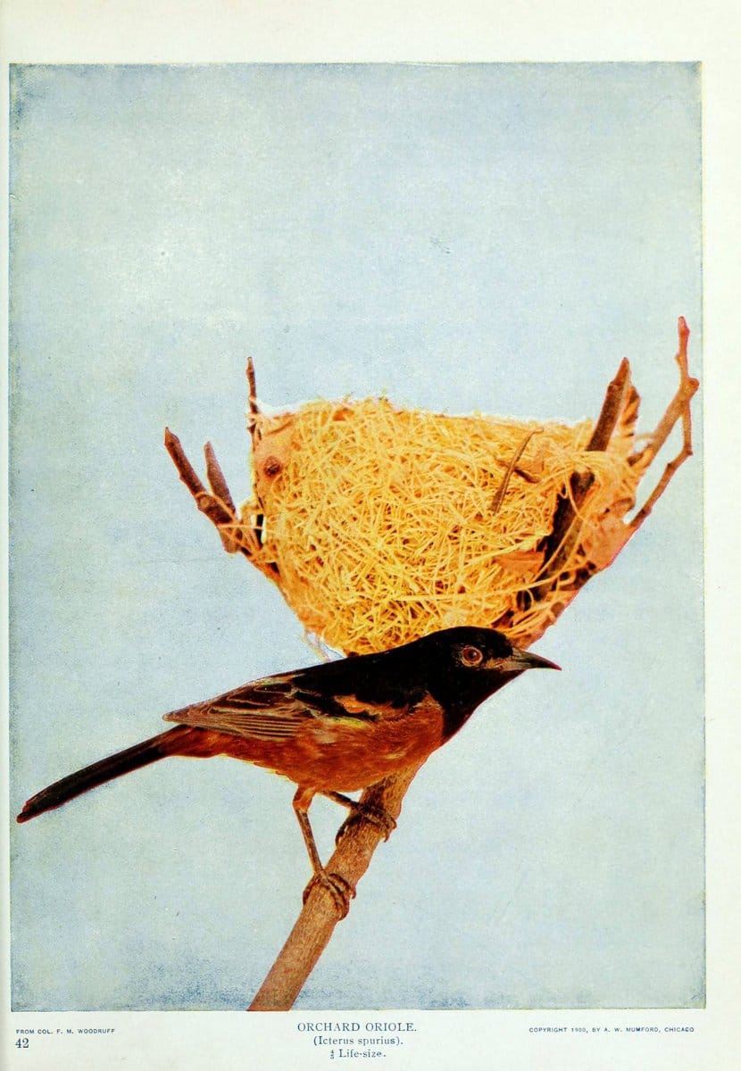 Birds and nature..Chicago, Ill. :A.W. Mumford, Publisher,1900-1907.. |  | Vintage Print Reproduction 462337
